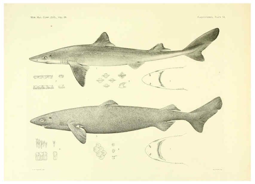 Reproducción/Reproduction 6001254259: The Plagiostomia : Sharks, skates, and rays Cambridge, U.S.A. :Printed for the Museum,1913