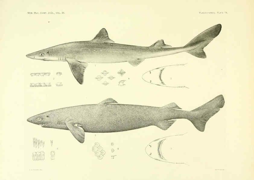 Reproducción/Reproduction 6001254259: The Plagiostomia : Sharks, skates, and rays Cambridge, U.S.A. :Printed for the Museum,1913