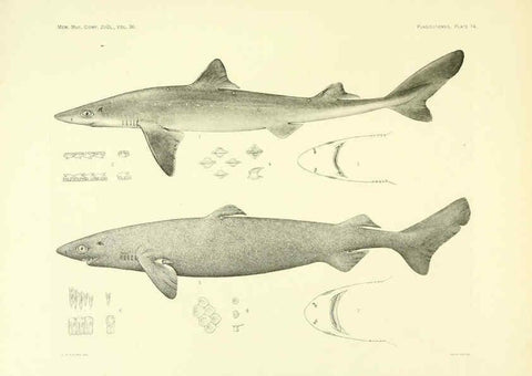 Reproducción/Reproduction 6001254259: The Plagiostomia : Sharks, skates, and rays Cambridge, U.S.A. :Printed for the Museum,1913