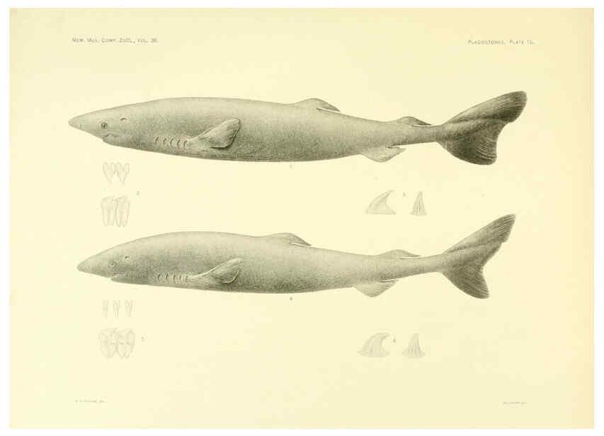 Reproducción/Reproduction 6001803112: The Plagiostomia : Sharks, skates, and rays Cambridge, U.S.A. :Printed for the Museum,1913