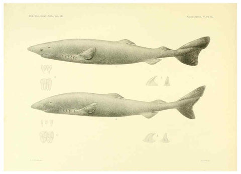 Reproducción/Reproduction 6001803112: The Plagiostomia : Sharks, skates, and rays Cambridge, U.S.A. :Printed for the Museum,1913