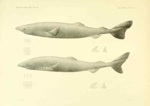 Reproducción/Reproduction 6001803112: The Plagiostomia : Sharks, skates, and rays Cambridge, U.S.A. :Printed for the Museum,1913