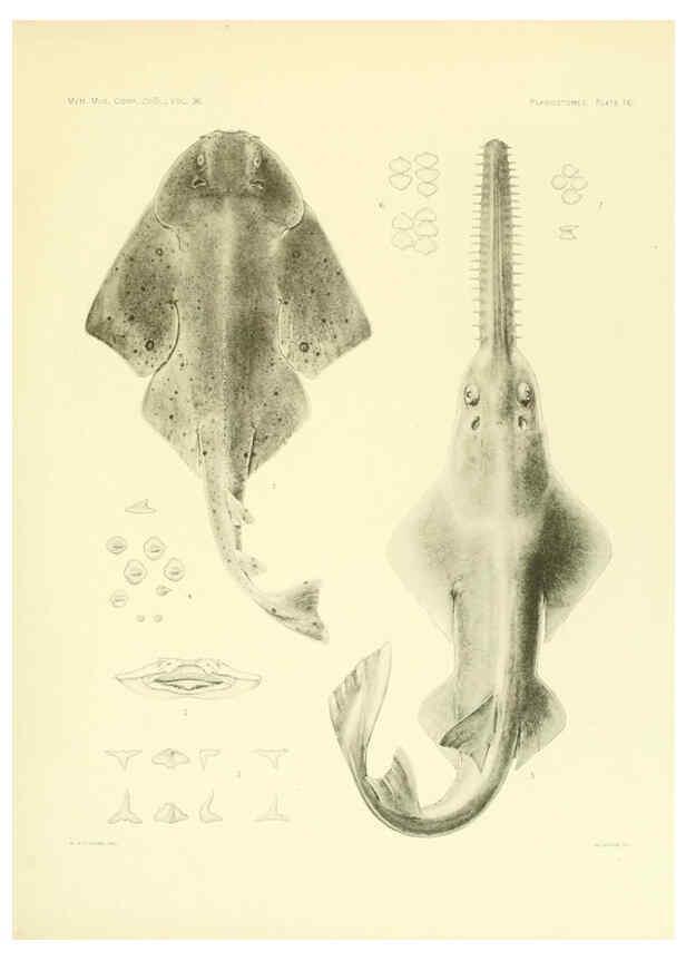 Reproducción/Reproduction 6001803238: The Plagiostomia : Sharks, skates, and rays Cambridge, U.S.A. :Printed for the Museum,1913