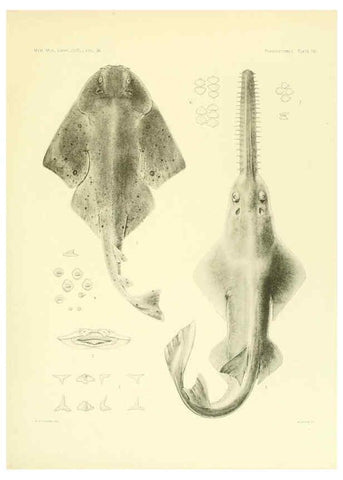 Reproducción/Reproduction 6001803238: The Plagiostomia : Sharks, skates, and rays Cambridge, U.S.A. :Printed for the Museum,1913