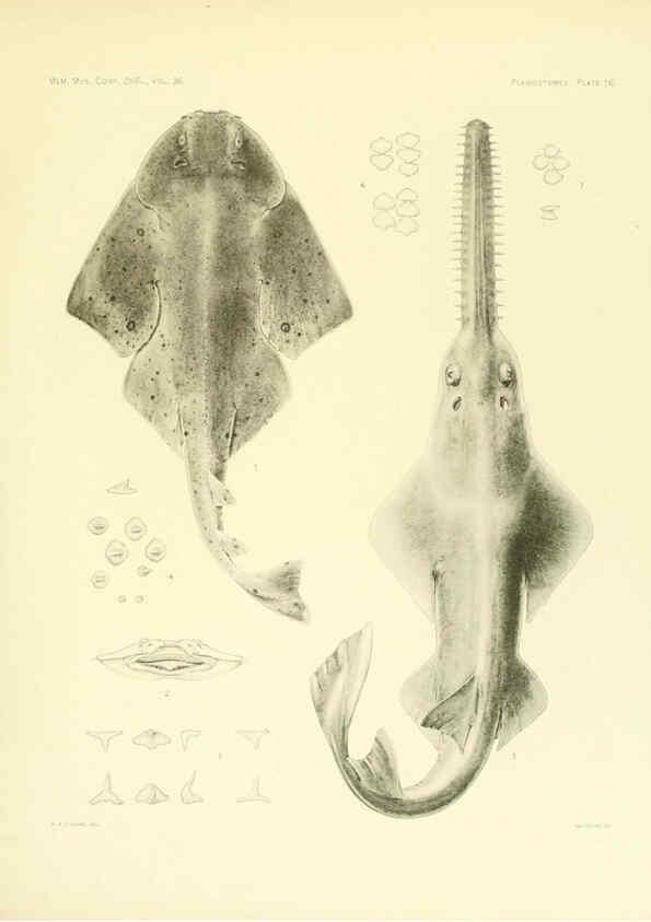 Reproducción/Reproduction 6001803238: The Plagiostomia : Sharks, skates, and rays Cambridge, U.S.A. :Printed for the Museum,1913