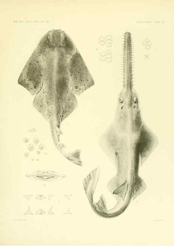 Reproducción/Reproduction 6001803238: The Plagiostomia : Sharks, skates, and rays Cambridge, U.S.A. :Printed for the Museum,1913