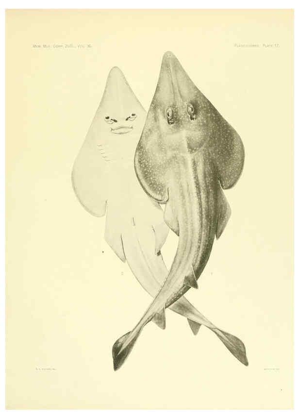 Reproducción/Reproduction 6001803432: The Plagiostomia : Sharks, skates, and rays Cambridge, U.S.A. :Printed for the Museum,1913