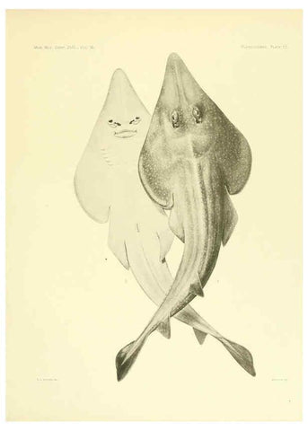 Reproducción/Reproduction 6001803432: The Plagiostomia : Sharks, skates, and rays Cambridge, U.S.A. :Printed for the Museum,1913