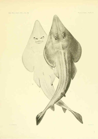 Reproducción/Reproduction 6001803432: The Plagiostomia : Sharks, skates, and rays Cambridge, U.S.A. :Printed for the Museum,1913