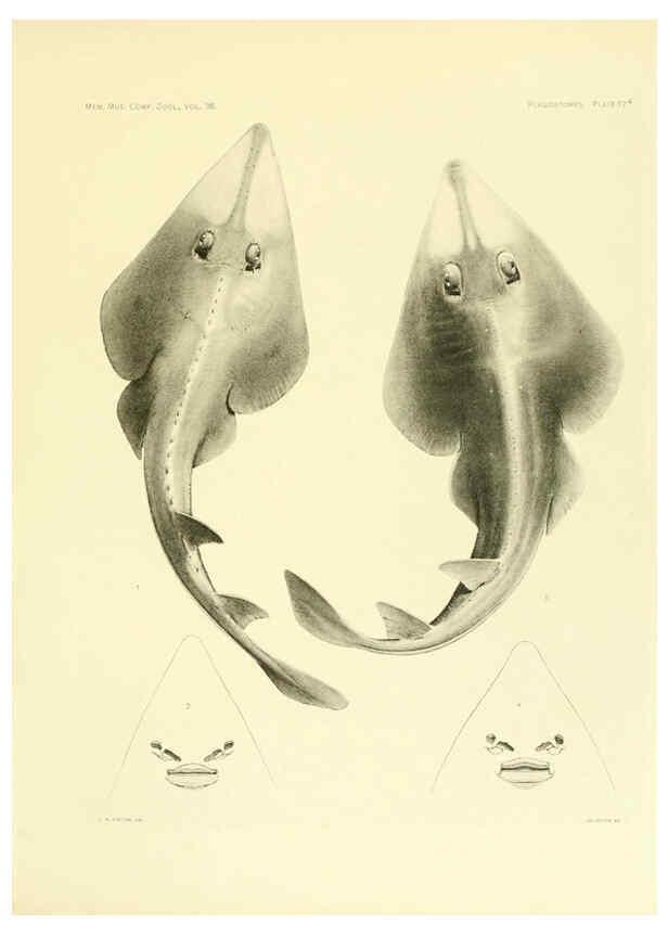 Reproducción/Reproduction 6001803560: The Plagiostomia : Sharks, skates, and rays Cambridge, U.S.A. :Printed for the Museum,1913