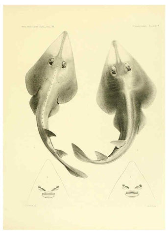 Reproducción/Reproduction 6001803560: The Plagiostomia : Sharks, skates, and rays Cambridge, U.S.A. :Printed for the Museum,1913