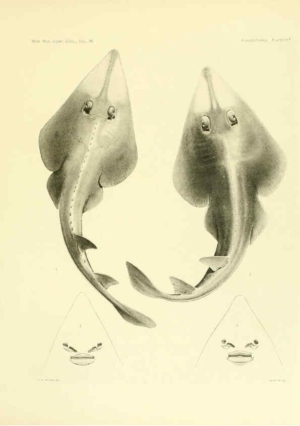 Reproducción/Reproduction 6001803560: The Plagiostomia : Sharks, skates, and rays Cambridge, U.S.A. :Printed for the Museum,1913