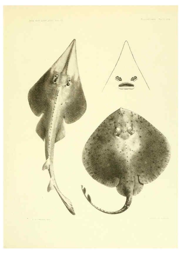 Reproducción/Reproduction 6001803784: The Plagiostomia : Sharks, skates, and rays Cambridge, U.S.A. :Printed for the Museum,1913