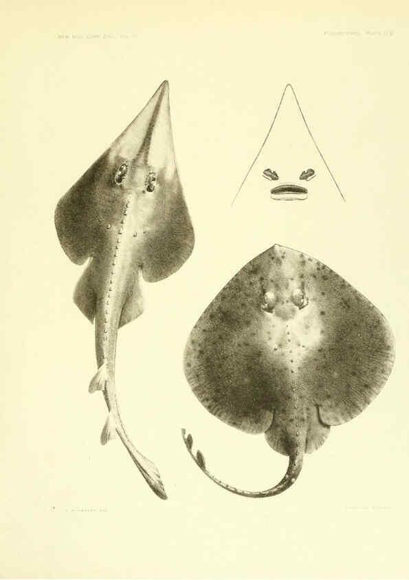 Reproducción/Reproduction 6001803784: The Plagiostomia : Sharks, skates, and rays Cambridge, U.S.A. :Printed for the Museum,1913