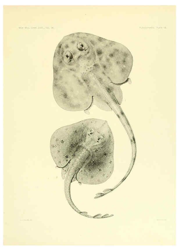 Reproducción/Reproduction 6001255323: The Plagiostomia : Sharks, skates, and rays Cambridge, U.S.A. :Printed for the Museum,1913