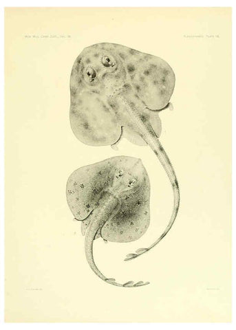 Reproducción/Reproduction 6001255323: The Plagiostomia : Sharks, skates, and rays Cambridge, U.S.A. :Printed for the Museum,1913