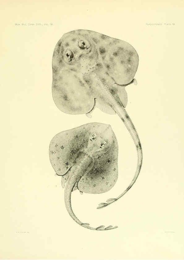 Reproducción/Reproduction 6001255323: The Plagiostomia : Sharks, skates, and rays Cambridge, U.S.A. :Printed for the Museum,1913