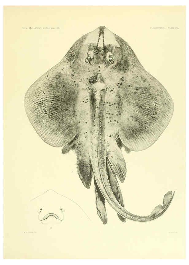 Reproducción/Reproduction 6001804270: The Plagiostomia : Sharks, skates, and rays Cambridge, U.S.A. :Printed for the Museum,1913