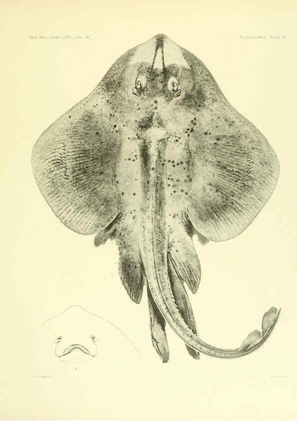 Reproducción/Reproduction 6001804270: The Plagiostomia : Sharks, skates, and rays Cambridge, U.S.A. :Printed for the Museum,1913