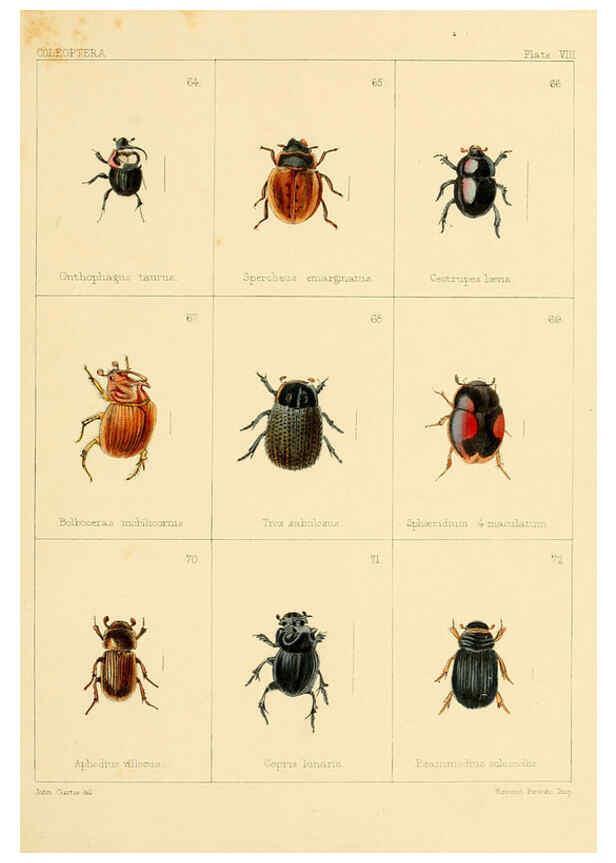 Reproducción/Reproduction 5987835268: British beetles London,Bell and Daldy,1863