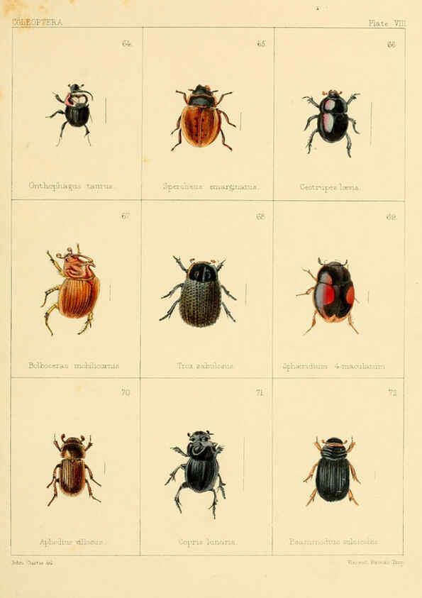 Reproducción/Reproduction 5987835268: British beetles London,Bell and Daldy,1863