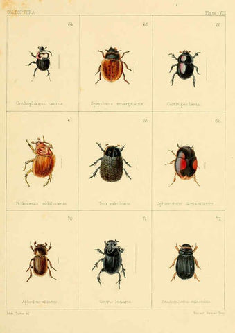 Reproducción/Reproduction 5987835268: British beetles London,Bell and Daldy,1863