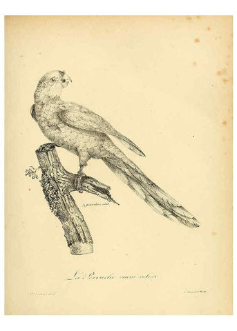 Reproducción/Reproduction 6001889591: La galerie des oiseaux Paris :Carpentier-Méricourt,1834