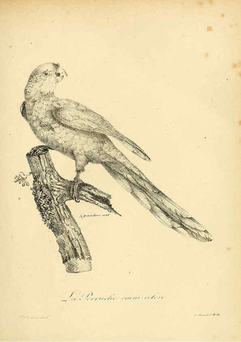Reproducción/Reproduction 6001889591: La galerie des oiseaux Paris :Carpentier-Méricourt,1834