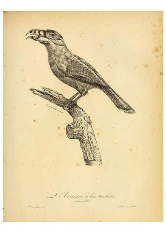 Reproducción/Reproduction 6001891023: La galerie des oiseaux Paris :Carpentier-Méricourt,1834