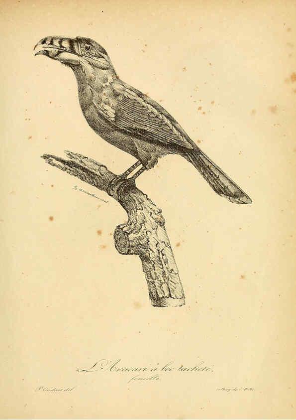 Reproducción/Reproduction 6001891023: La galerie des oiseaux Paris :Carpentier-Méricourt,1834