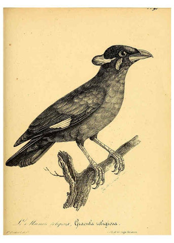 Reproducción/Reproduction 6001930201: La galerie des oiseaux Paris :Carpentier-Méricourt,1834
