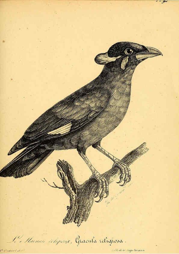 Reproducción/Reproduction 6001930201: La galerie des oiseaux Paris :Carpentier-Méricourt,1834