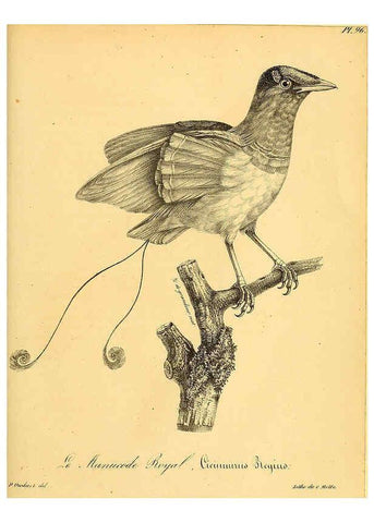Reproducción/Reproduction 6001930527: La galerie des oiseaux Paris :Carpentier-Méricourt,1834