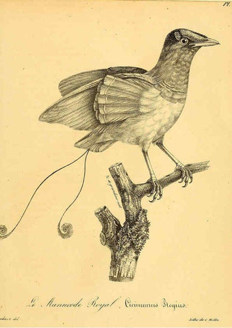 Reproducción/Reproduction 6001930527: La galerie des oiseaux Paris :Carpentier-Méricourt,1834