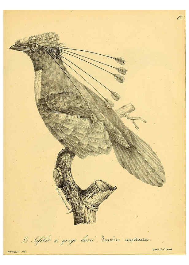 Reproducción/Reproduction 6002478824: La galerie des oiseaux Paris :Carpentier-Méricourt,1834