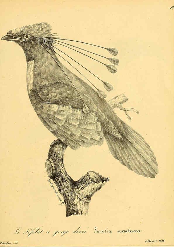 Reproducción/Reproduction 6002478824: La galerie des oiseaux Paris :Carpentier-Méricourt,1834