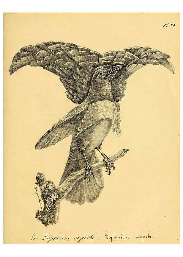 Reproducción/Reproduction 6001931157: La galerie des oiseaux Paris :Carpentier-Méricourt,1834