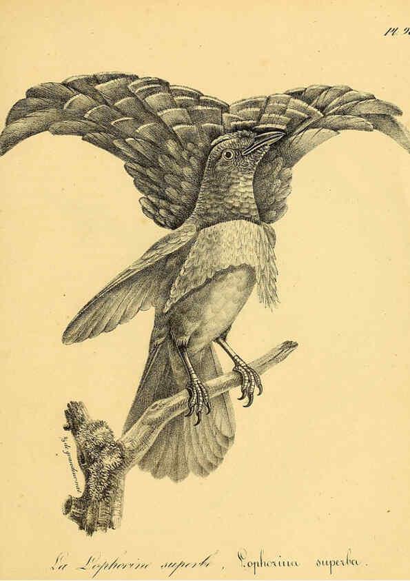 Reproducción/Reproduction 6001931157: La galerie des oiseaux Paris :Carpentier-Méricourt,1834