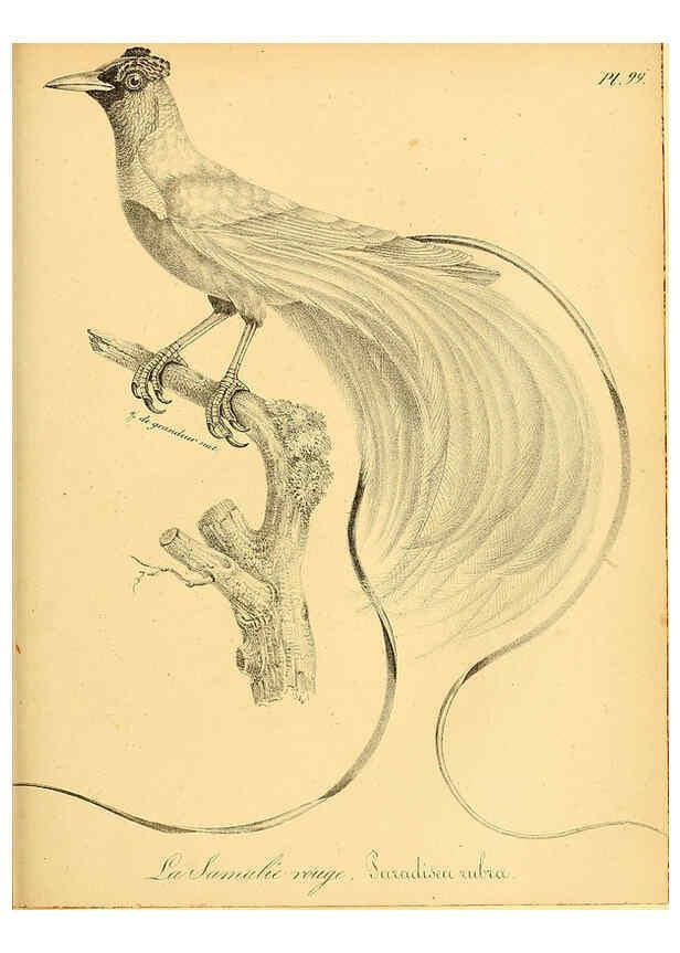 Reproducción/Reproduction 6002479780: La galerie des oiseaux Paris :Carpentier-Méricourt,1834