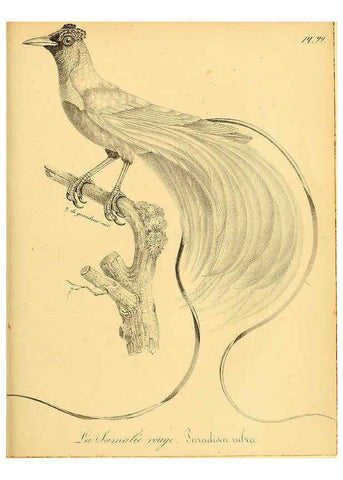 Reproducción/Reproduction 6002479780: La galerie des oiseaux Paris :Carpentier-Méricourt,1834