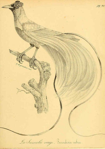 Reproducción/Reproduction 6002479780: La galerie des oiseaux Paris :Carpentier-Méricourt,1834