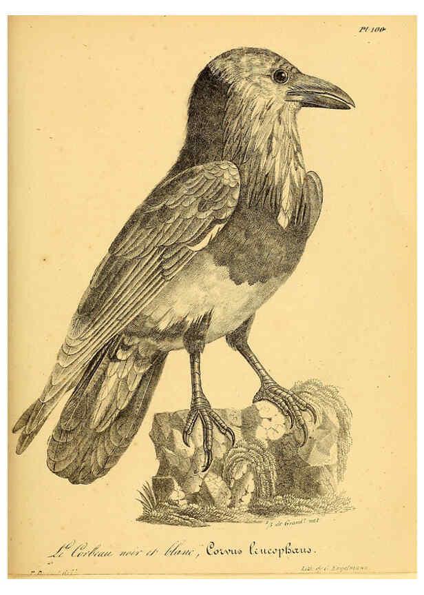 Reproducción/Reproduction 6001932165: La galerie des oiseaux Paris :Carpentier-Méricourt,1834