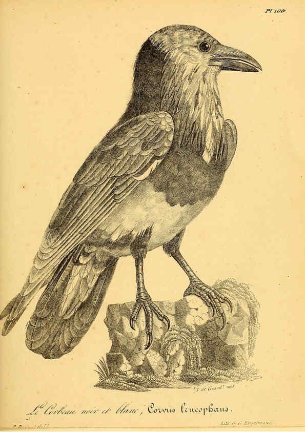 Reproducción/Reproduction 6001932165: La galerie des oiseaux Paris :Carpentier-Méricourt,1834