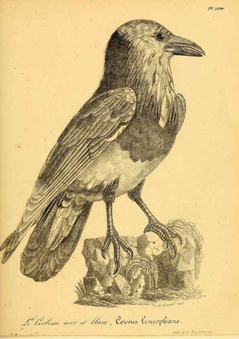 Reproducción/Reproduction 6001932165: La galerie des oiseaux Paris :Carpentier-Méricourt,1834