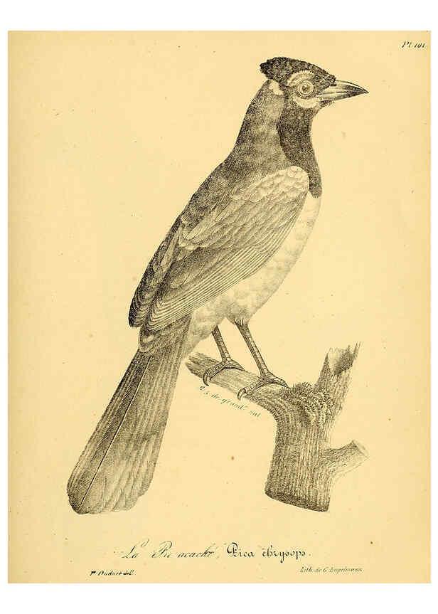 Reproducción/Reproduction 6001932543: La galerie des oiseaux Paris :Carpentier-Méricourt,1834