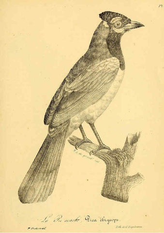 Reproducción/Reproduction 6001932543: La galerie des oiseaux Paris :Carpentier-Méricourt,1834