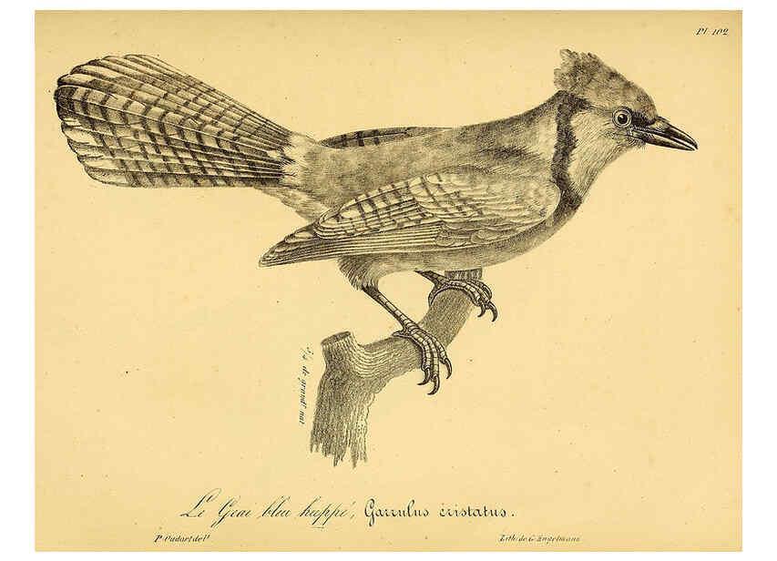 Reproducción/Reproduction 6002481094: La galerie des oiseaux Paris :Carpentier-Méricourt,1834