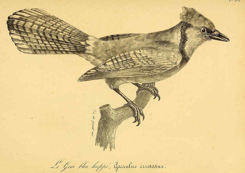 Reproducción/Reproduction 6002481094: La galerie des oiseaux Paris :Carpentier-Méricourt,1834