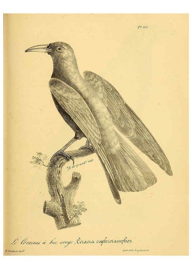 Reproducción/Reproduction 6002481452: La galerie des oiseaux Paris :Carpentier-Méricourt,1834