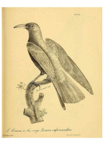 Reproducción/Reproduction 6002481452: La galerie des oiseaux Paris :Carpentier-Méricourt,1834